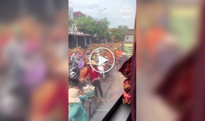 Vietnam's Fruit Highway: How thousands of motorcycles transport lychees