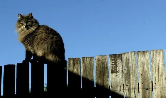 A man brought cat feces to court (3 photos)