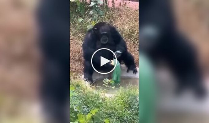 A thrifty chimpanzee.