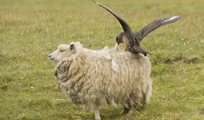 Kea: chops up sheep, destroys cars, and steals things (14 photos)