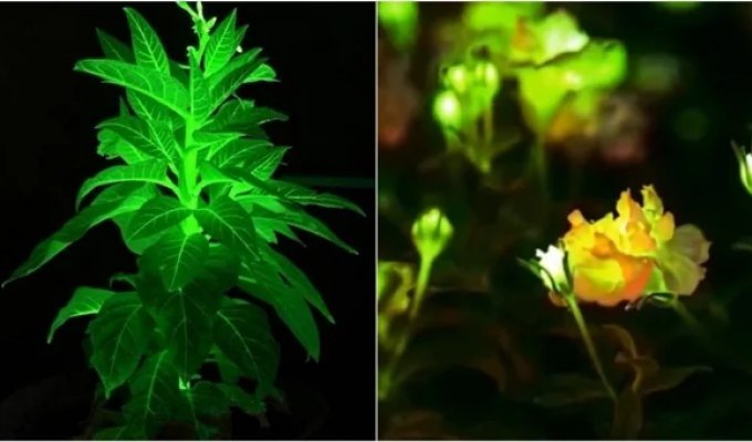 Фотосинтез замість лампочки: китайські вчені вирішили висвітлювати міста квітами, що світяться (3 фото + 1 відео)