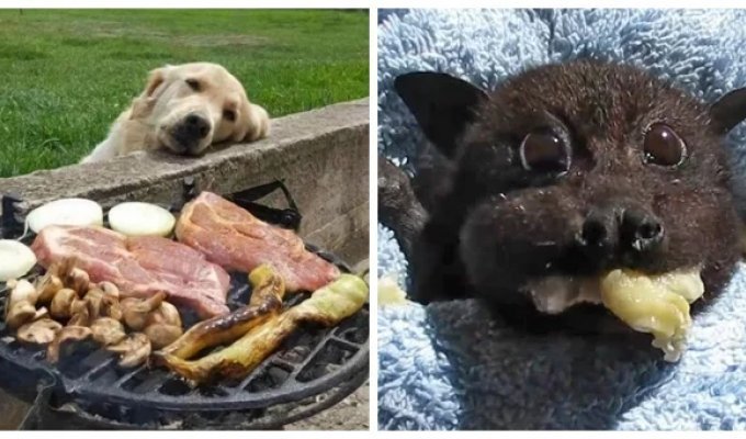 30 reasons to start the week on a positive note (31 photos)