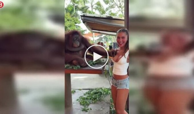 Орангутан рассмешил девушку неожиданным жестом