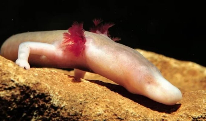 Протей: підземні води - його похмурий будинок (14 фото)