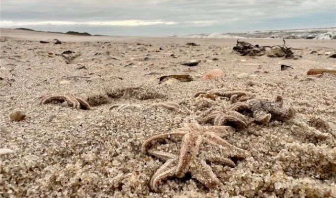 Thousands of starfish washed ashore (2 photos + 1 video)