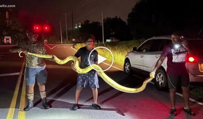 A 3.6-long python was caught on the street in the US meters