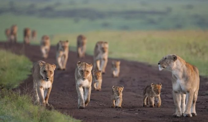 10 видів тварин, яких за 40 років стало вдвічі менше з вини людини (21 фото)