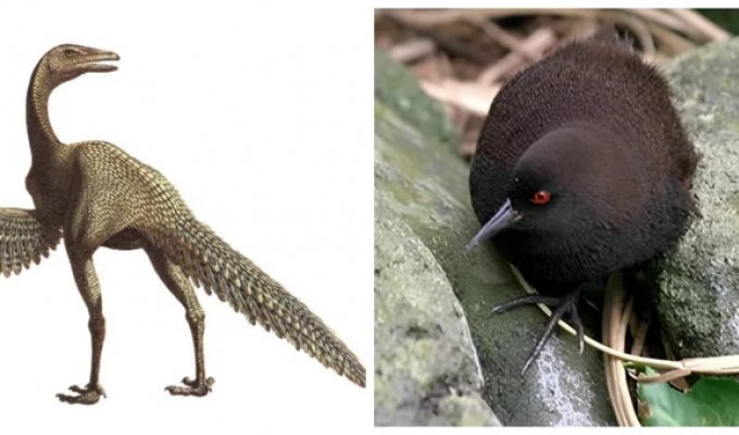 10 птиц, которые бьют рекорды ярости, запаха и выносливости (13 фото)