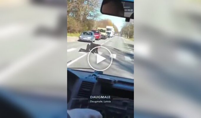 A Latvian crawls across the road