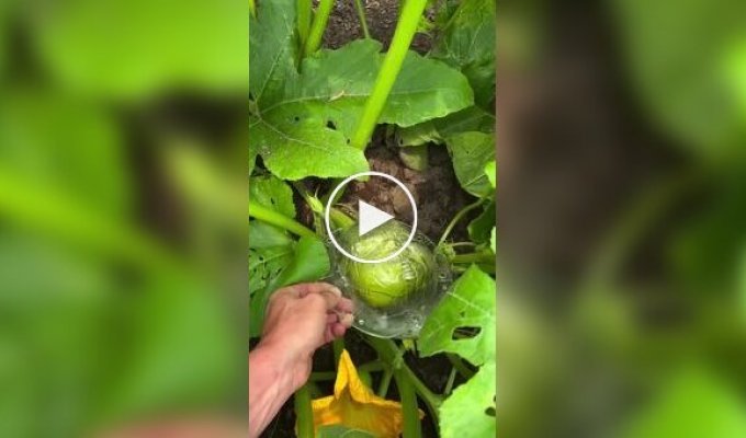 Vegetable horror: zucchini with human faces and not only