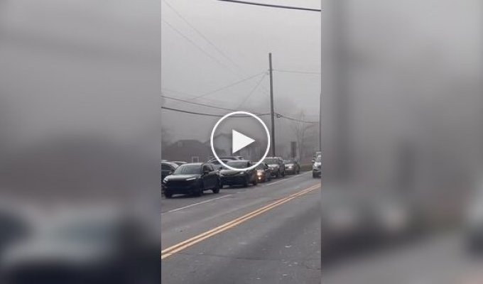 A traffic jam with the most unexpected beginning was discovered on the road