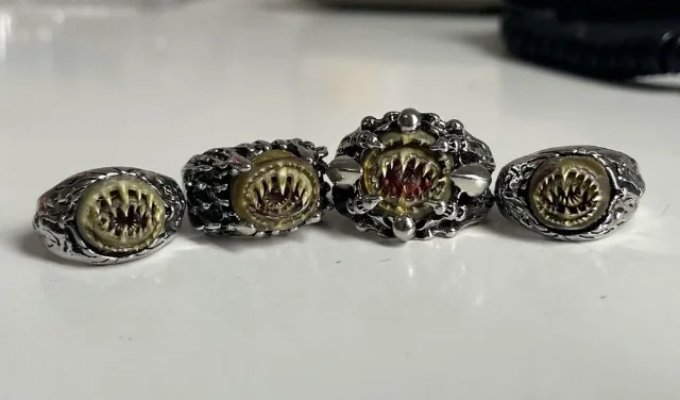 Squid rings (5 photos)