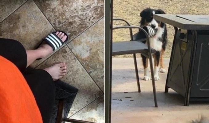 18 тварин, які перейшли усі межі дозволеного (19 фото)