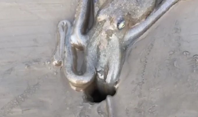 Underwater architect: the octopus that digs its own burrows (6 photos + 1 video)