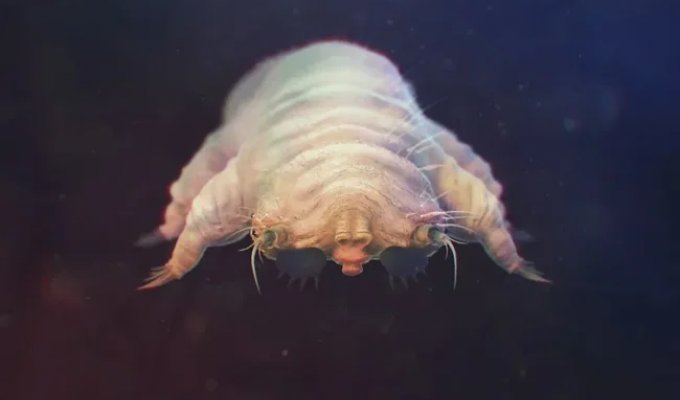 Demodex: What Lives on Your Face (7 photos)