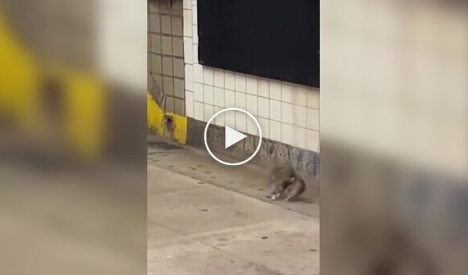 Epic rat fight filmed in the New York subway