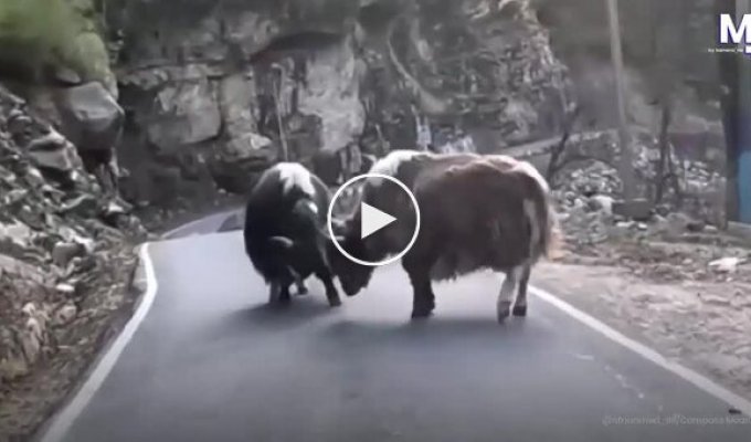 Yaks blocked a motorcyclist's road in the mountains of India