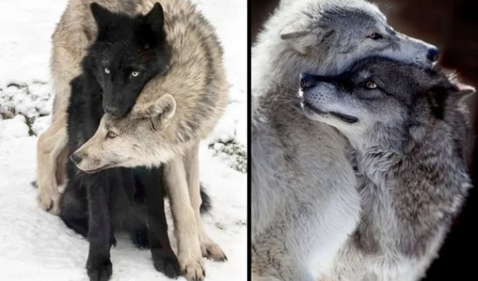 Legendary wolf loyalty: what happens if a wolf loses his love? (11 photos)