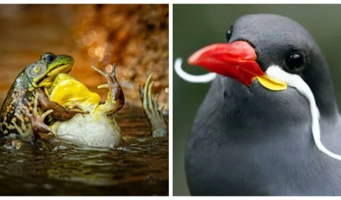 20 Epic Shots That Will Make You Rethink Your Perceptions of Wildlife (21 photos)