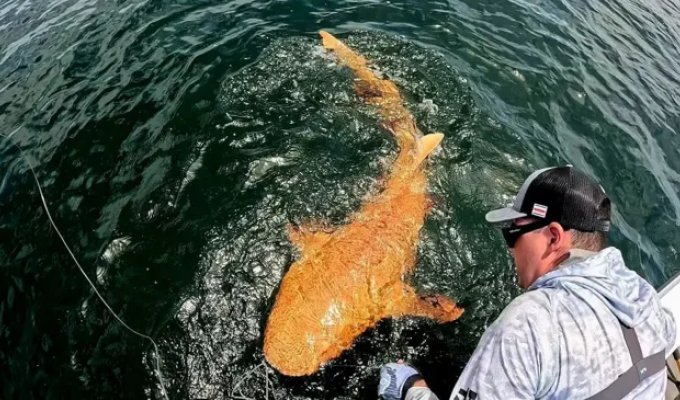A golden shark was caught in Costa Rica (4 photos)