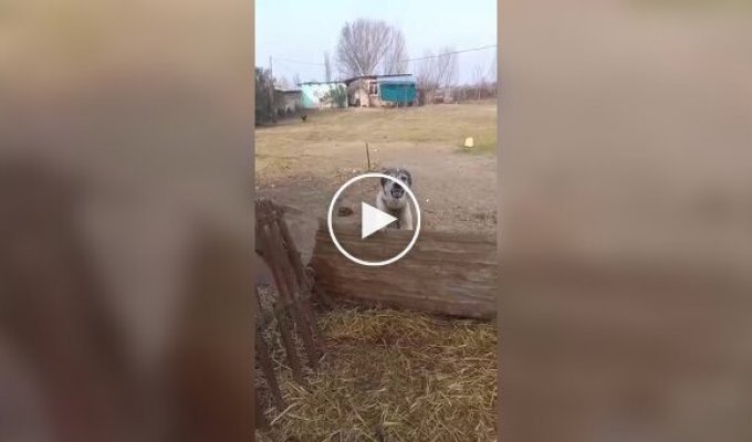 Пес наказал провокатора