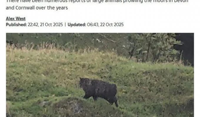 В Англии раскрыли тайну «жуткого монстра», поедающего скот и пугающего местных жителей (2 фото)