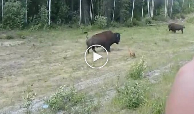 Хороша спроба: пітбуль переоцінив свої сили, коли вирішив напасти на бізона