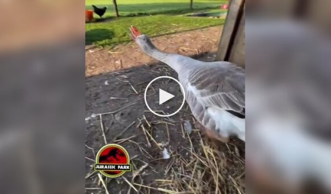 Goose's genetic memory awakened