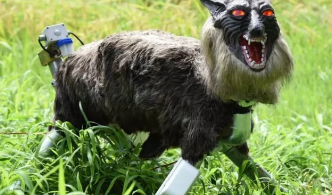 Robo-Wolves vs. Bears: Unusual Farmer Protectors Are Gaining Popularity in Japan (3 photos)