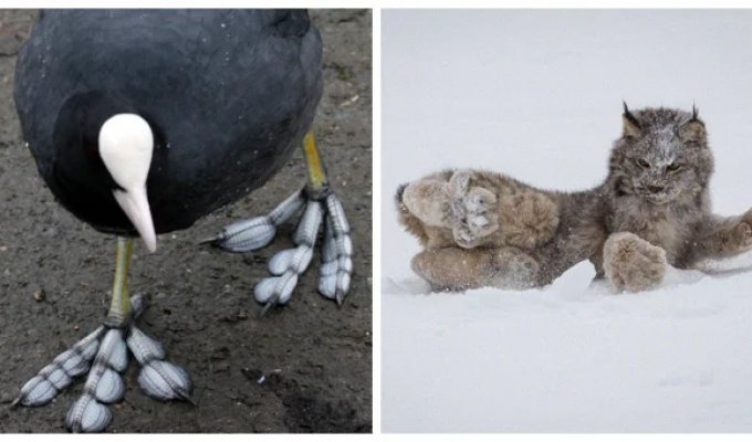 20 Animals with Incredible Paws (21 photos)