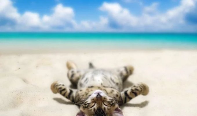 Even They're on Vacation and You're Not: Cat Photos That Will Make You Green with Envy (15 Photos)