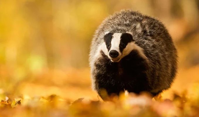 Badger: the only one that emerges from hibernation fat and well-fed, while other animals are emaciated (7 photos)