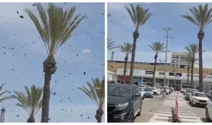 Рой бджіл атакував торговий центр в Ізраїлі (3 фото + 1 відео)