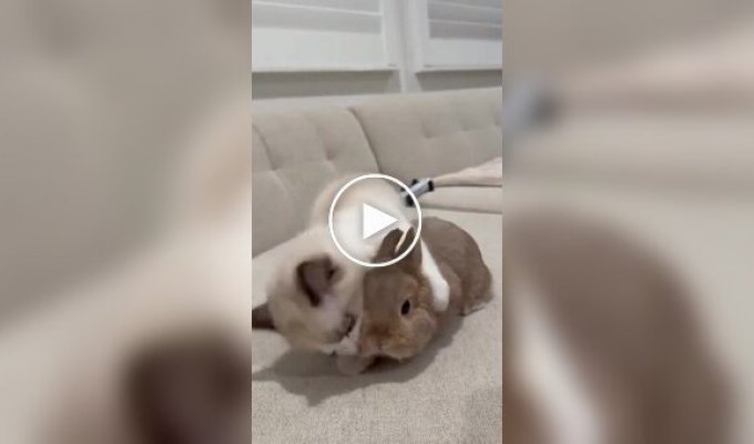 Удивительная дружба: коты и кролики