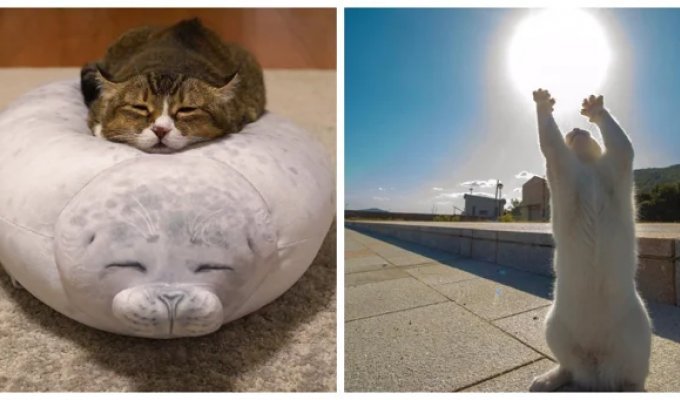 20 проверенных приёмов кототерапии, которые избавят от стресса и подарят заряд энергии (21 фото)