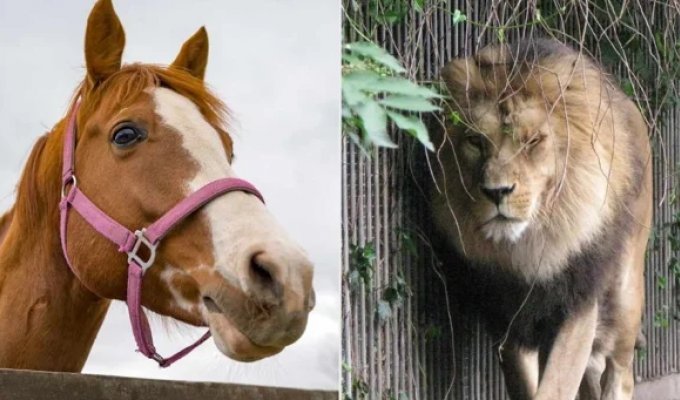 Mother gave her daughter's pony to be eaten by lions (5 photos)