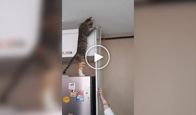 Пушистые помощники