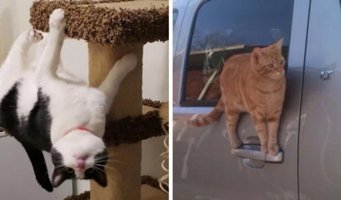 15 котов,  которые не знают правил физики и пространства, а потому  с лёгкостью их нарушают (16 фото)