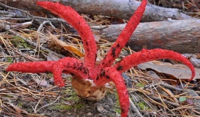 People Shared Wild Finds That Are Downright Creepy (20 Photos)