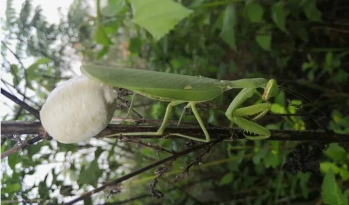 Praying mantis ootheca: strange boxes appear on trees in late summer (10 photos)
