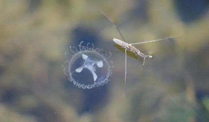 Invisible invasion: like a freshwater jellyfish Captured Europe (3 photos + 2 videos)