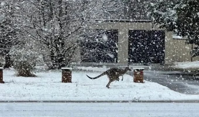 Snow fell in Australia for the first time in many years (photo + 2 videos)