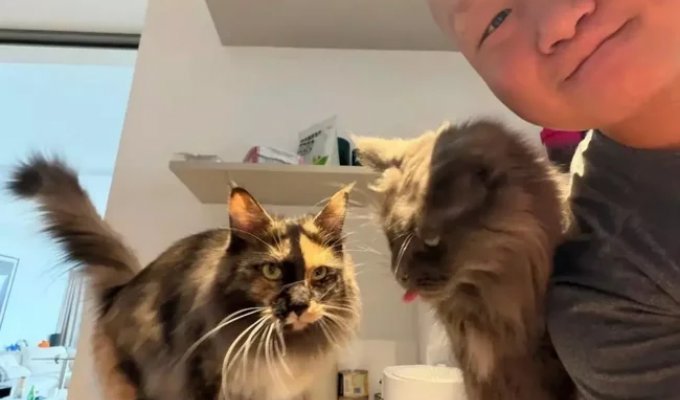 A Chinese man earned $23,000 in a week working as a cat sitter (1 photo + 1 video)