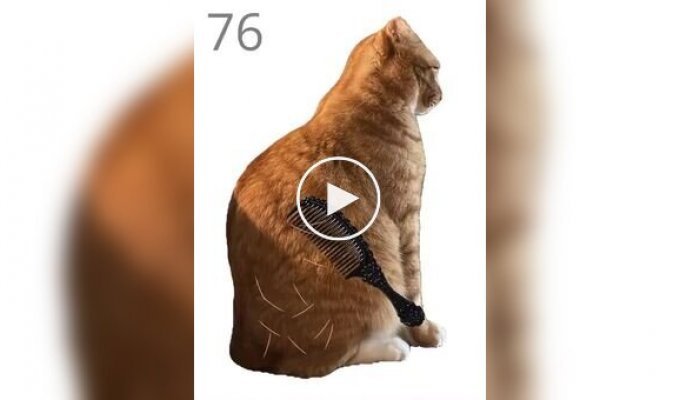 Забавная игра, в которой нужно вычесывать кота