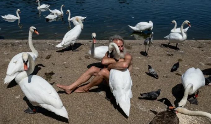 A man in London was banned from visiting a park because of his excessive love for swans (4 photos)