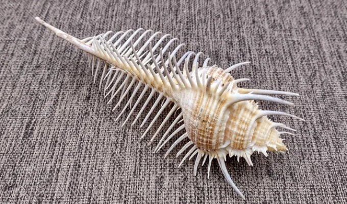 Мюрекс: хто живе в красивій черепашці (10 фото)