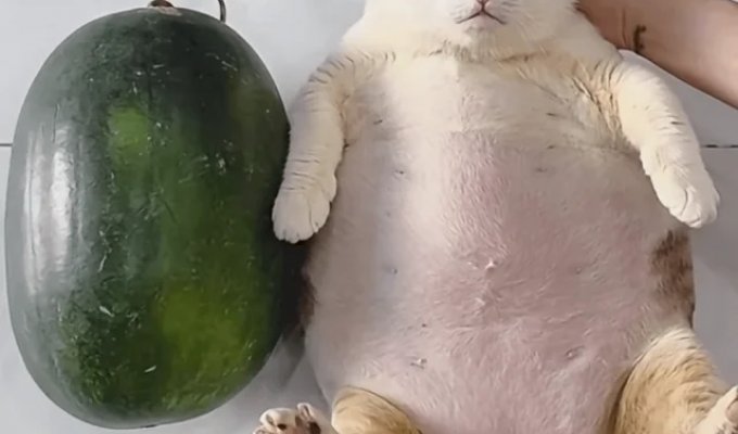Забавные фотографии из серии "Что здесь происходит?" (20 фото)