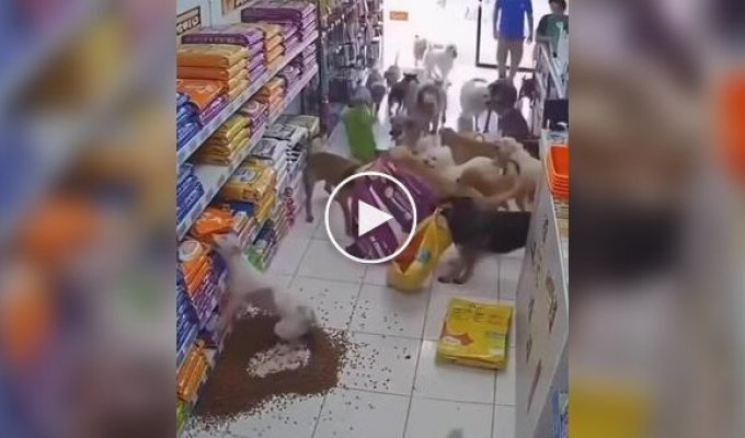 A pack of dogs staged a real A pogrom at a pet store