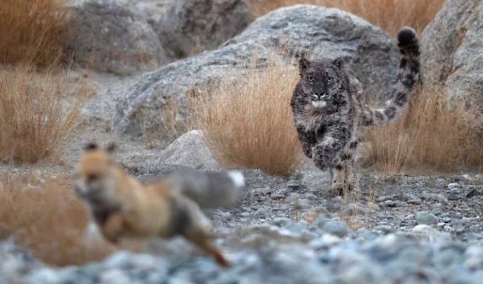 Startup Distance: When Does an Animal Know It's Time to Run? (7 photos)