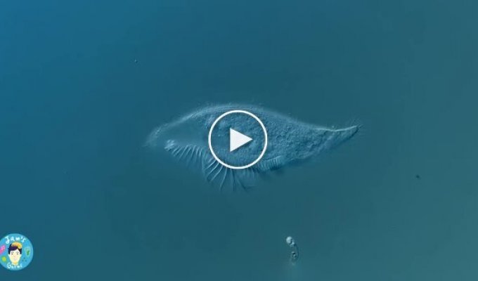 Как умирает одноклеточный организм